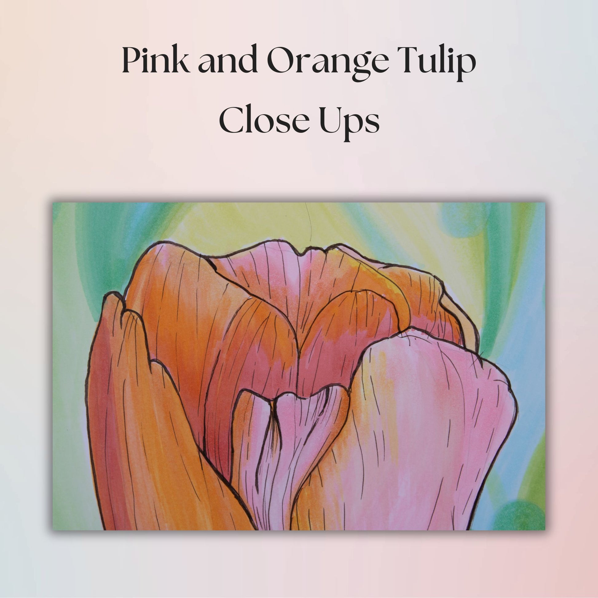 Close-up illustration of a pink and orange tulip on a light background with text 'Pink and Orange Tulip Close Ups'.