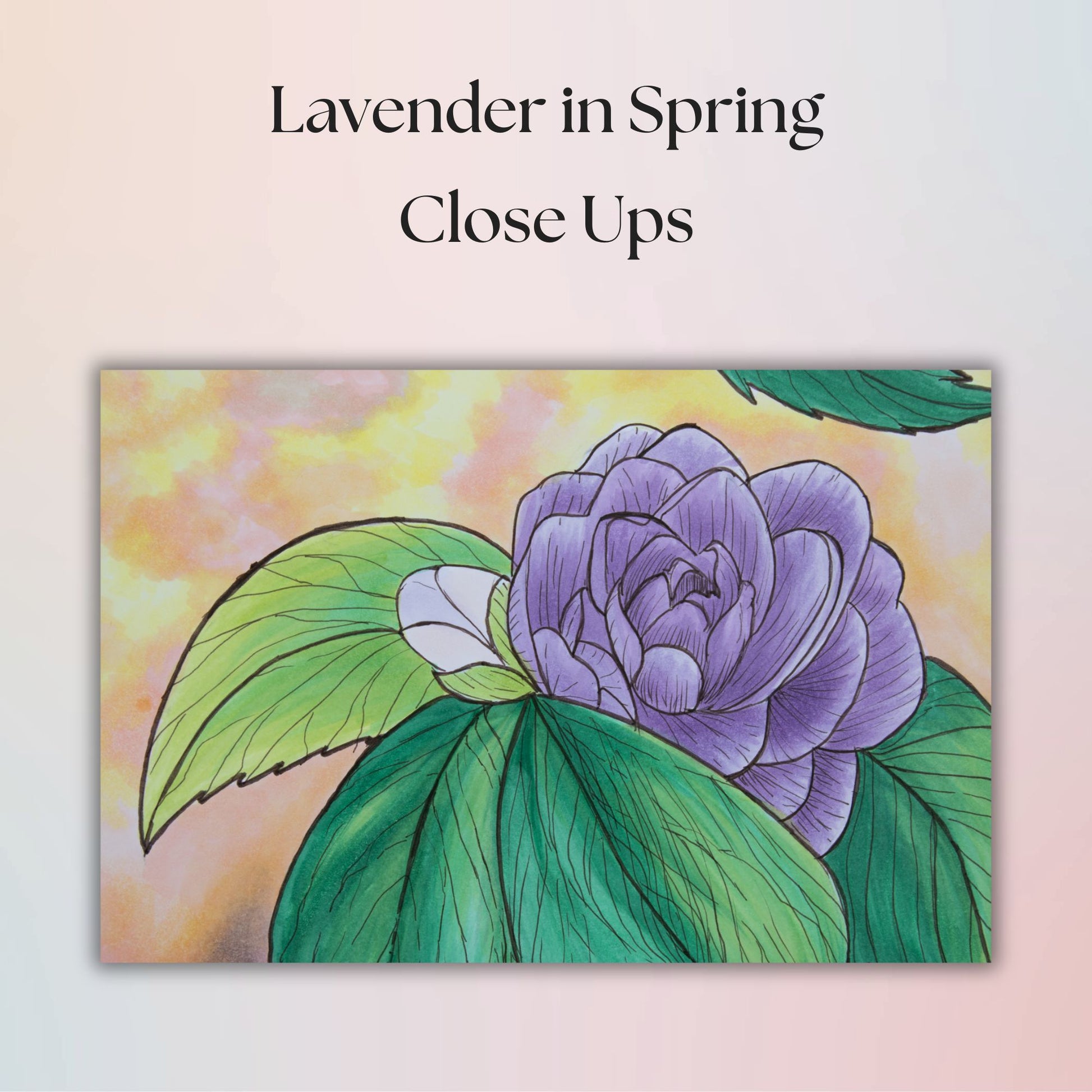 Illustration of a purple flower with green leaves on a colorful background, titled 'Lavender in Spring Close Ups'.