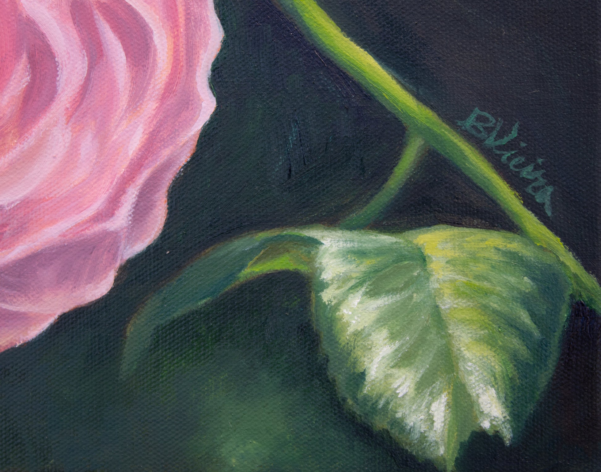 Close-up of a pink rose with a green leaf on a dark background, signed 'B. Vieira'.