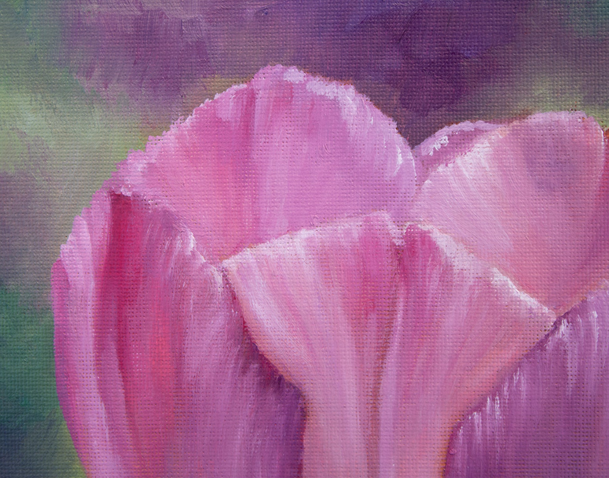 Close-up of pink tulips with a blurred background