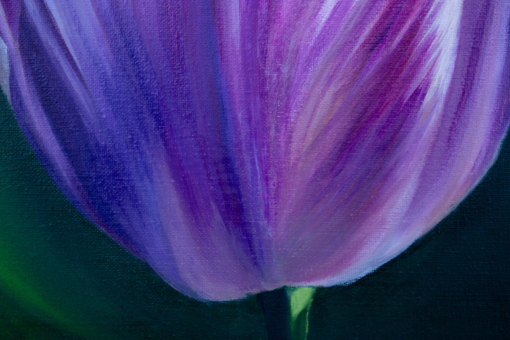 Close-up of a purple tulip with a dark background